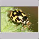 Propylea quatuordecimpunctata - Schwarzgefleckter Marienkaefer 01.jpg